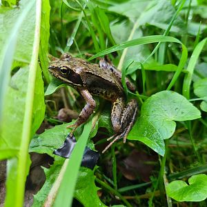 European common frog
