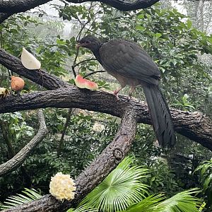 Fragile Forest - Chaco Chachalaca (Ortalis canicollis)