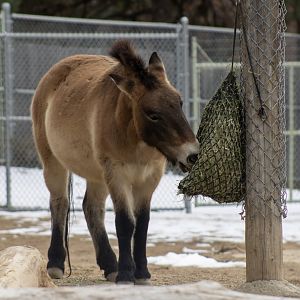 Pzewalski's Horse