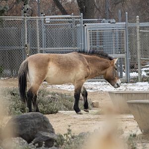 Pzewalski's Horse