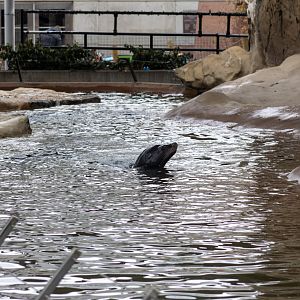 California Sea Lion