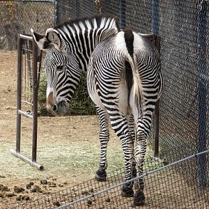 Grevy's Zebra