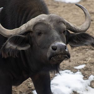 Cape Buffalo