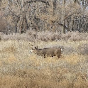 Mule Deer - Colorado