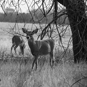 Whitetail Deer - Colorado