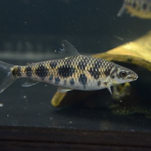 Eight-spotted leporinus (Leporinus octomaculatus)