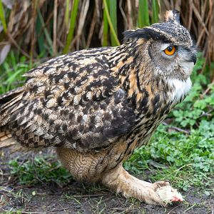 Eurasian eagle owl, Lincs wildlife park, UK