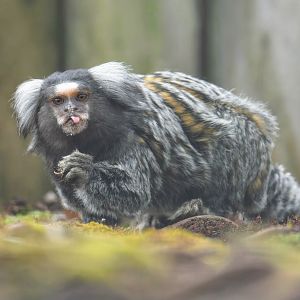 Common Marmoset, Lincs wildlife park, UK