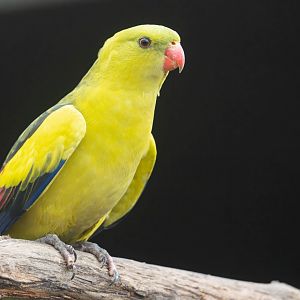 Regent parrot,  Lincs wildlife park, UK
