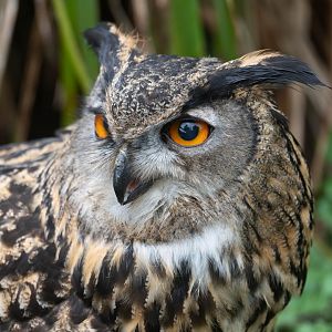 Eurasian eagle owl, Lincs wildlife park, UK