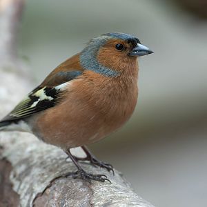 Common Chaffinch, (wild), UK