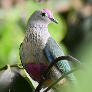 Red-bellied Fruit Dove (Ptilinopus greyi)