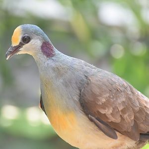 Sulawesi Ground Dove (Gallicolumba tristigmata)