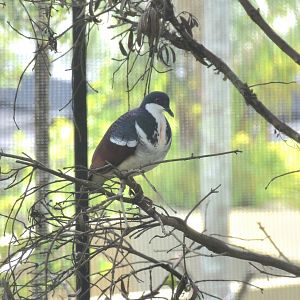 Negros Bleeding-heart (Gallicolumba keayi)