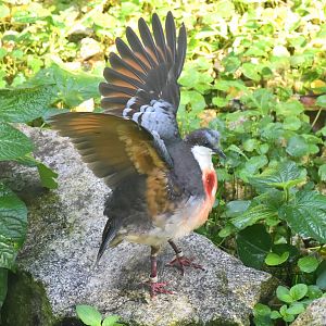 Luzon Bleeding-heart (Gallicolumba luzonica)