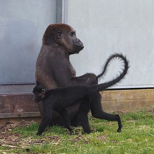 Black crested mangabey (Lophocebus aterrimus) and Western lowland gorilla (Gorilla gorilla gorilla), 2024-04-06