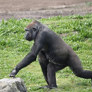 Western lowland gorilla (Gorilla gorilla gorilla), 2024-04-06