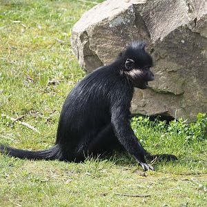 Black crested mangabey (Lophocebus aterrimus), 2024-04-06