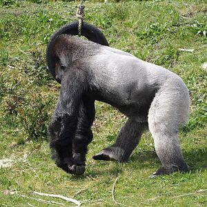 Silverback Western lowland gorilla (Gorilla gorilla gorilla), 2024-04-06