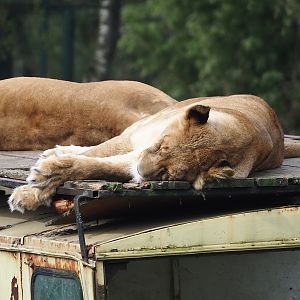 African lioness (Panthera leo), 2024-04-06