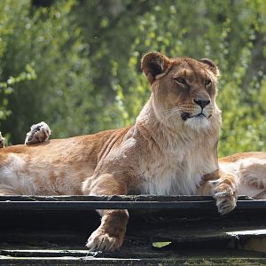 African lioness (Panthera leo), 2024-04-06