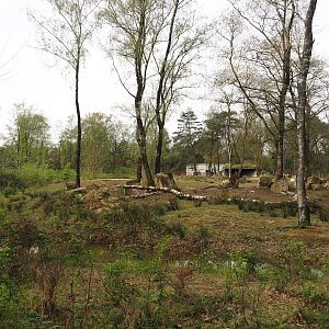 Eastern black rhinoceros exhibit, 2024-04-06