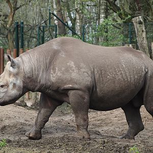 Eastern black rhinoceros (Diceros bicornis michaeli), 2024-04-06