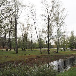 Multi-hectare mixed savanna exhibit seen from the walking safari, 2024-04-06