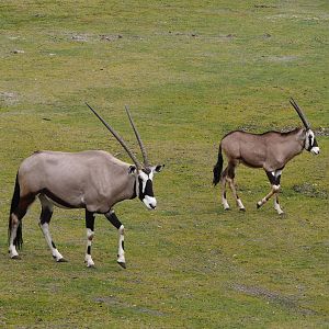Gemsbok (Oryx gazella), 2024-04-06