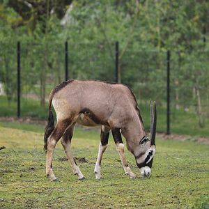 Gemsbok (Oryx gazella), 2024-04-06