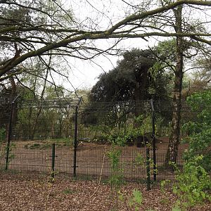 African wild dog exhibit, 2024-04-06