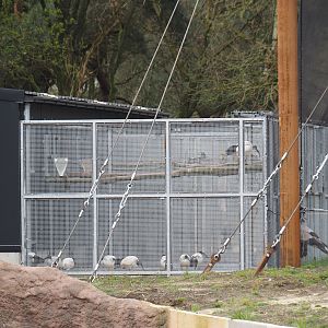 Holding aviaries for the Secretary bird and Rüppell's griffon vulture aviary, with African sacred ibises and Village weavers, 2024-04-06
