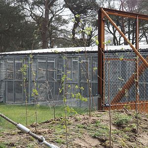 Holding aviaries for the Secretary bird and Rüppell's griffon vulture aviary, with African sacred ibises and Village weavers, 2024-04-06