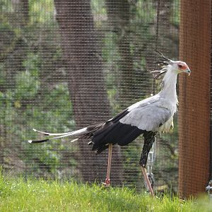 Secretary bird (Sagittarius serpentarius), 2024-04-06