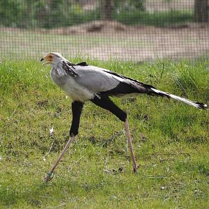 Secretary bird (Sagittarius serpentarius), 2024-04-06