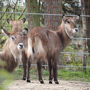 Defassa waterbuck (Kobus ellipsiprymnus defassa), 2024-04-06