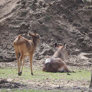 Nile lechwe (Kobus megaceros) and Defassa waterbuck (Kobus ellipsiprymnus defassa), 2024-04-06