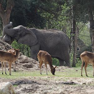 African bush elephant (Loxodonta africana) and Nile lechwes (Kobus megaceros), 2024-04-06
