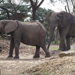 African bush elephants (Loxodonta africana), 2024-04-06