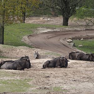 Blue wildebeest (Connochaetes taurinus taurinus) and Grant's zebras (Equus quagga boehmi), 2024-04-06