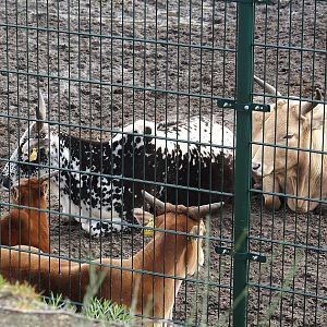 Zebus (Bos taurus indicus), 2024-04-06