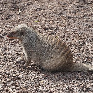 Banded mongoose (Mungos mungo), 2024-04-06