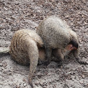 Fighting Banded mongooses (Mungos mungo), 2024-04-06