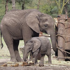 African bush elephant cow and calf (Loxodonta africana), 2024-04-06