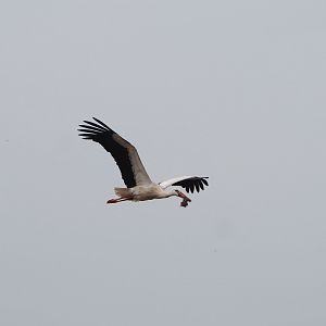 European white stork (Ciconia ciconia) in flight, 2024-04-06