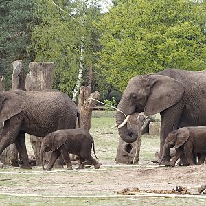 African bush elephant cows and calves (Loxodonta africana), 2024-04-06