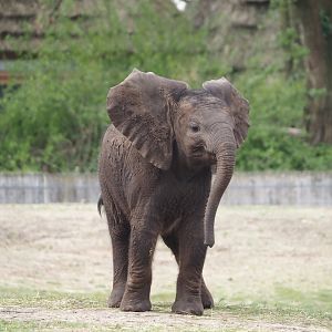 African bush elephant calf (Loxodonta africana), 2024-04-06