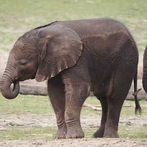 African bush elephant calf (Loxodonta africana), 2024-04-06