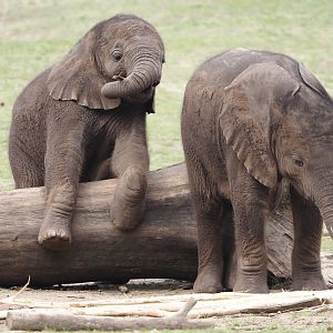 African bush elephant calves (Loxodonta africana), 2024-04-06