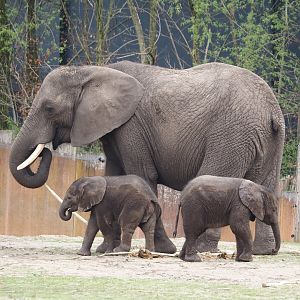 African bush elephant cow and calves (Loxodonta africana), 2024-04-06